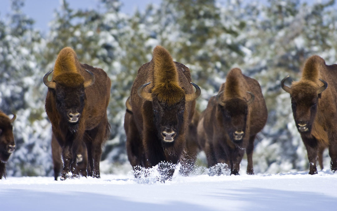 Le Parc des Bisons d’Europe