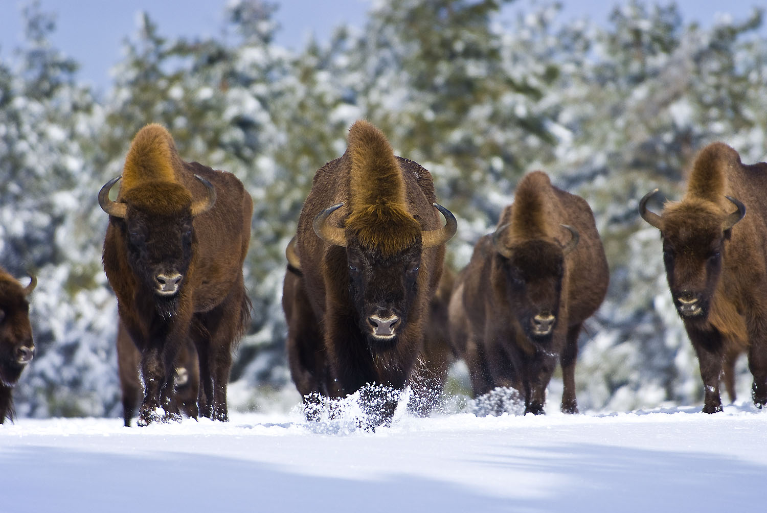 bisons hiver