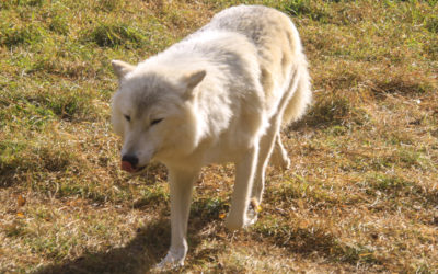 Les Loups du Gévaudan