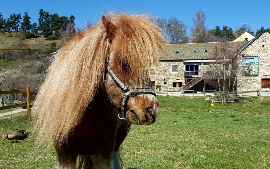 La Lozère, l’Aubrac, la Margeride à Cheval