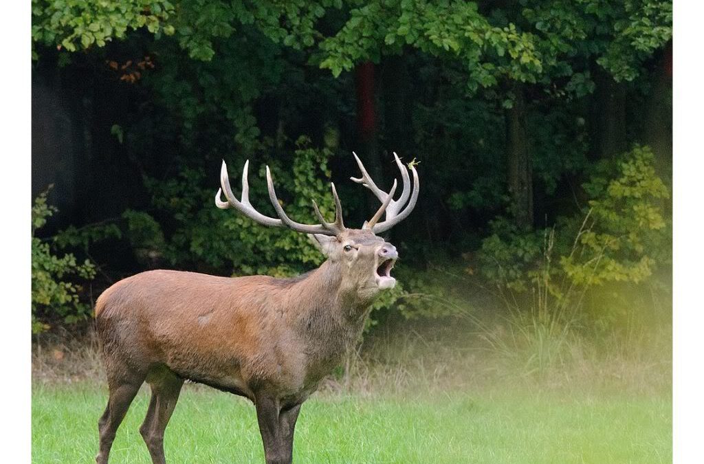 Le Brame du cerf