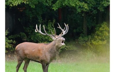 Le Brame du cerf